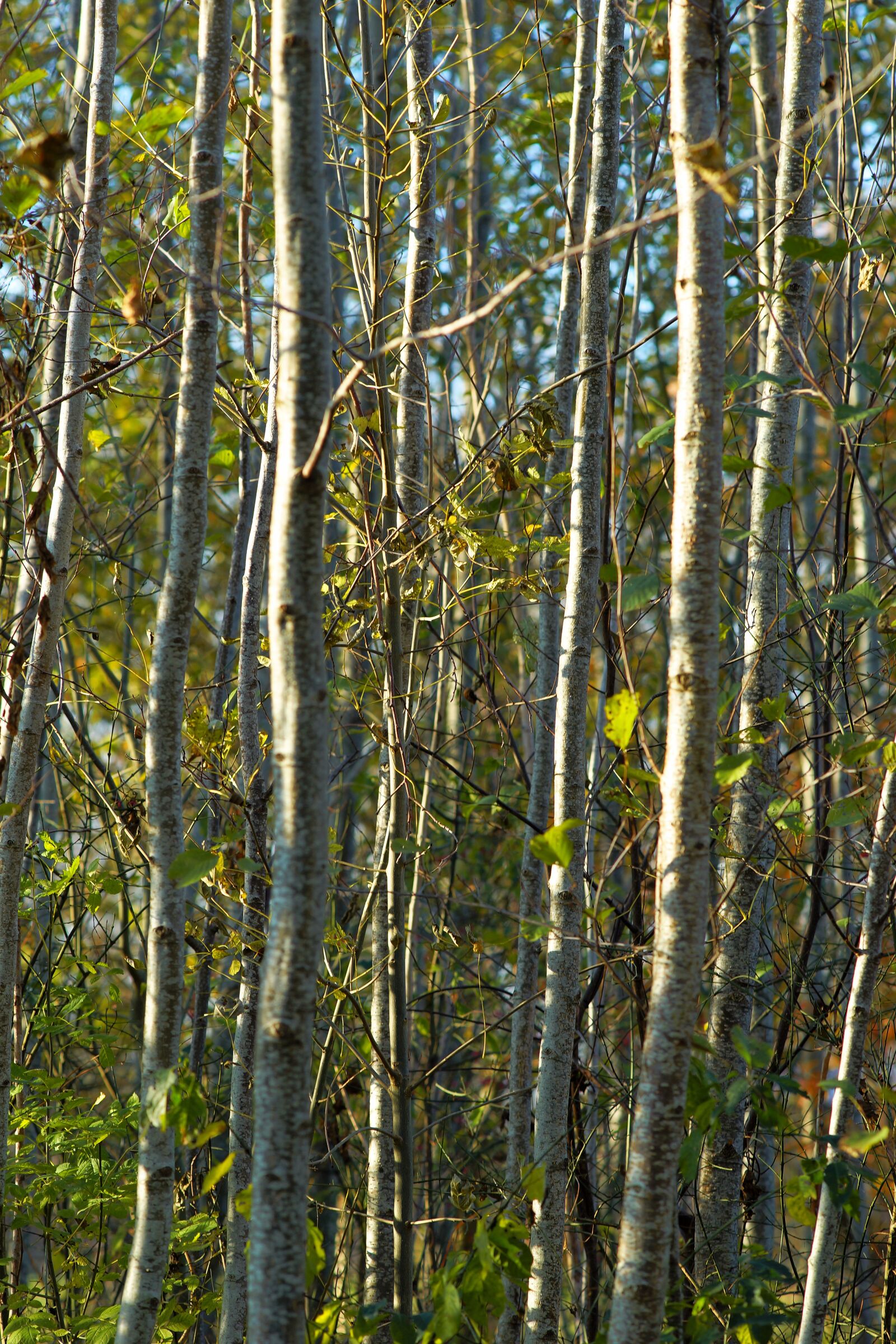 Minolta AF 200mm F2.8 HS-APO G sample photo. Birch forest, late autumn photography