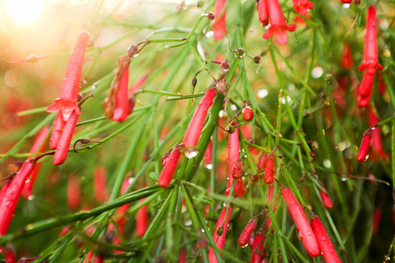 Canon EOS 1200D (EOS Rebel T5 / EOS Kiss X70 / EOS Hi) sample photo. Beautiful, flowers, dew, flowers photography