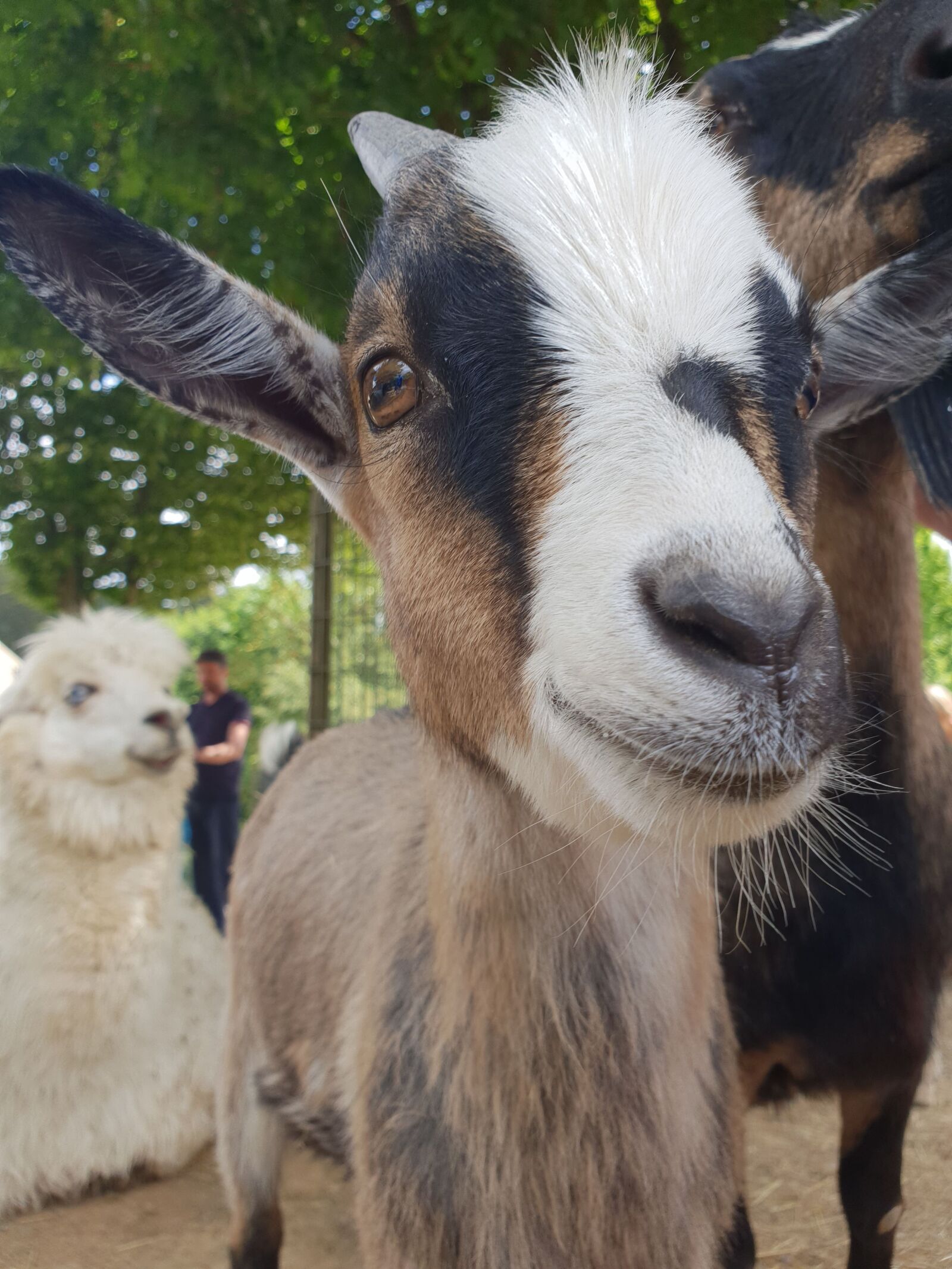 Samsung Galaxy S9 sample photo. Goat, close up, mammal photography