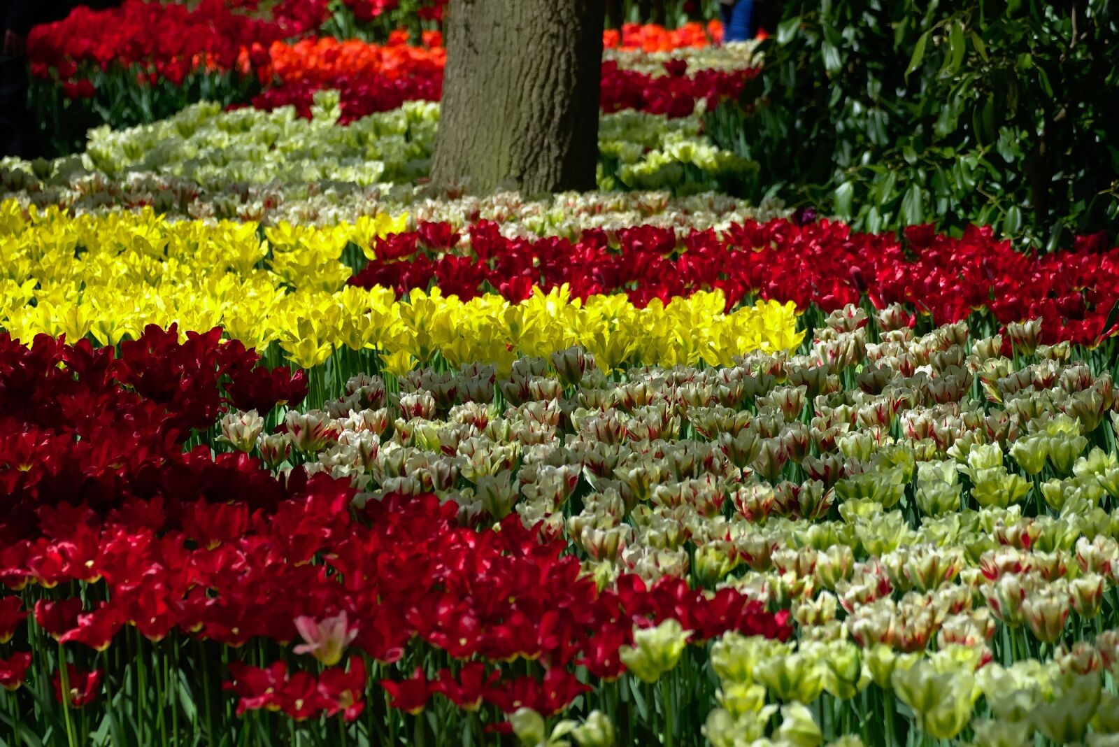 Nikon D5300 sample photo. Tulips, garden, blooming photography