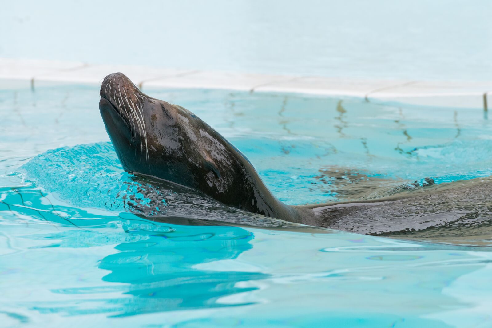Nikon D5300 sample photo. Sea lion, zoo, palmyra photography