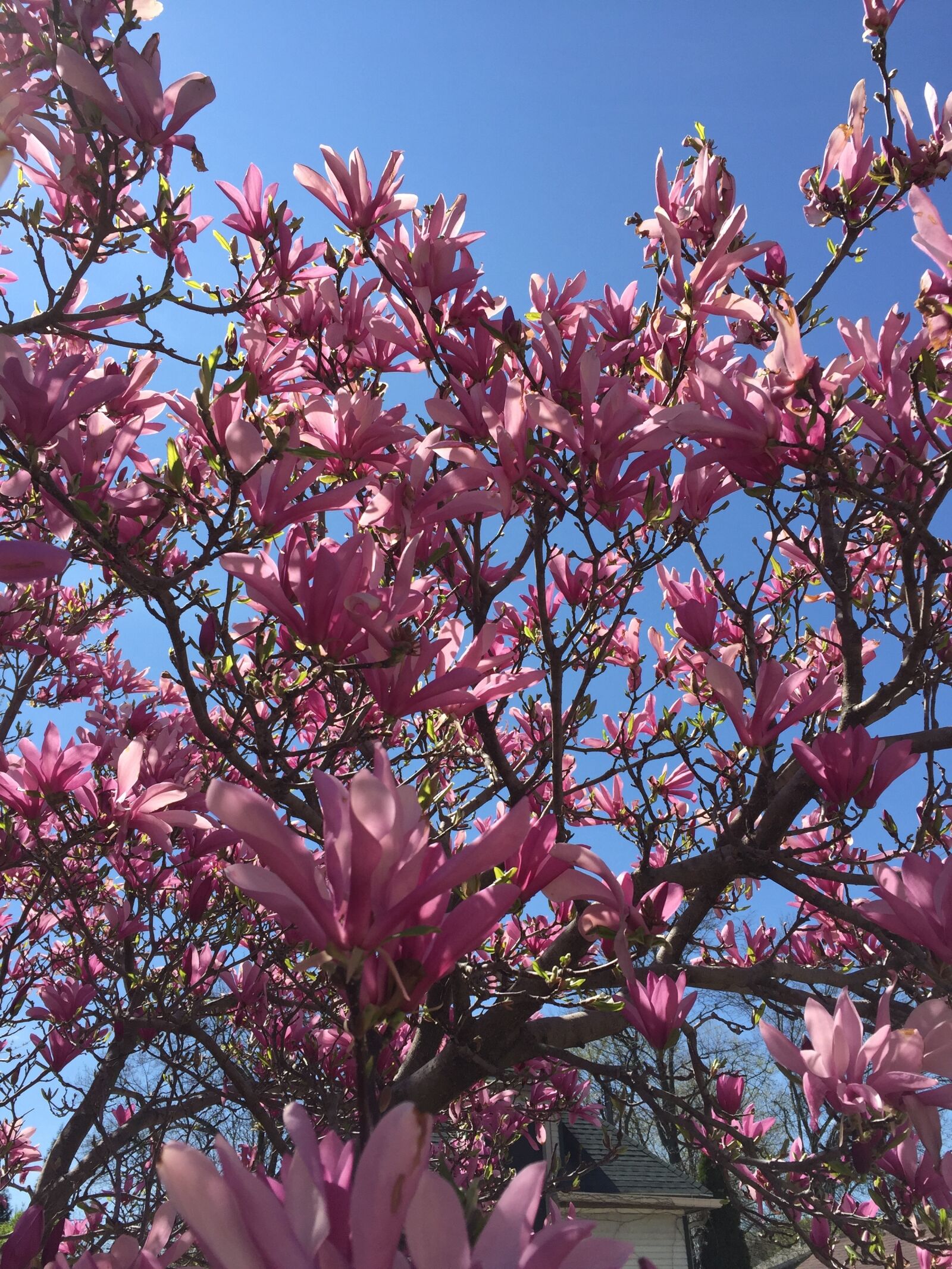 Apple iPhone 6 sample photo. Magnolia, flowering tree, spring photography