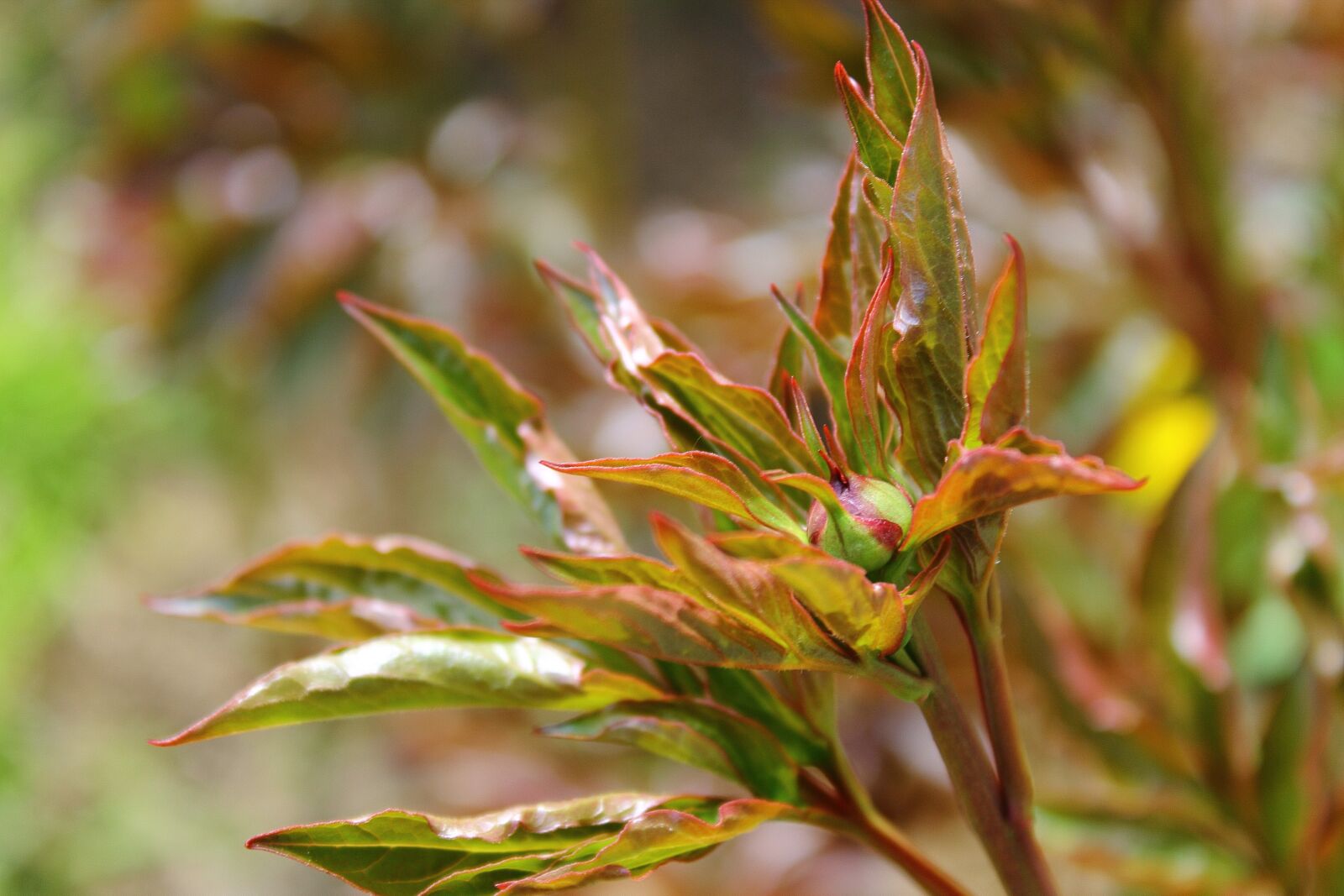 Canon EOS 1100D (EOS Rebel T3 / EOS Kiss X50) sample photo. Bush, dashing, plant photography