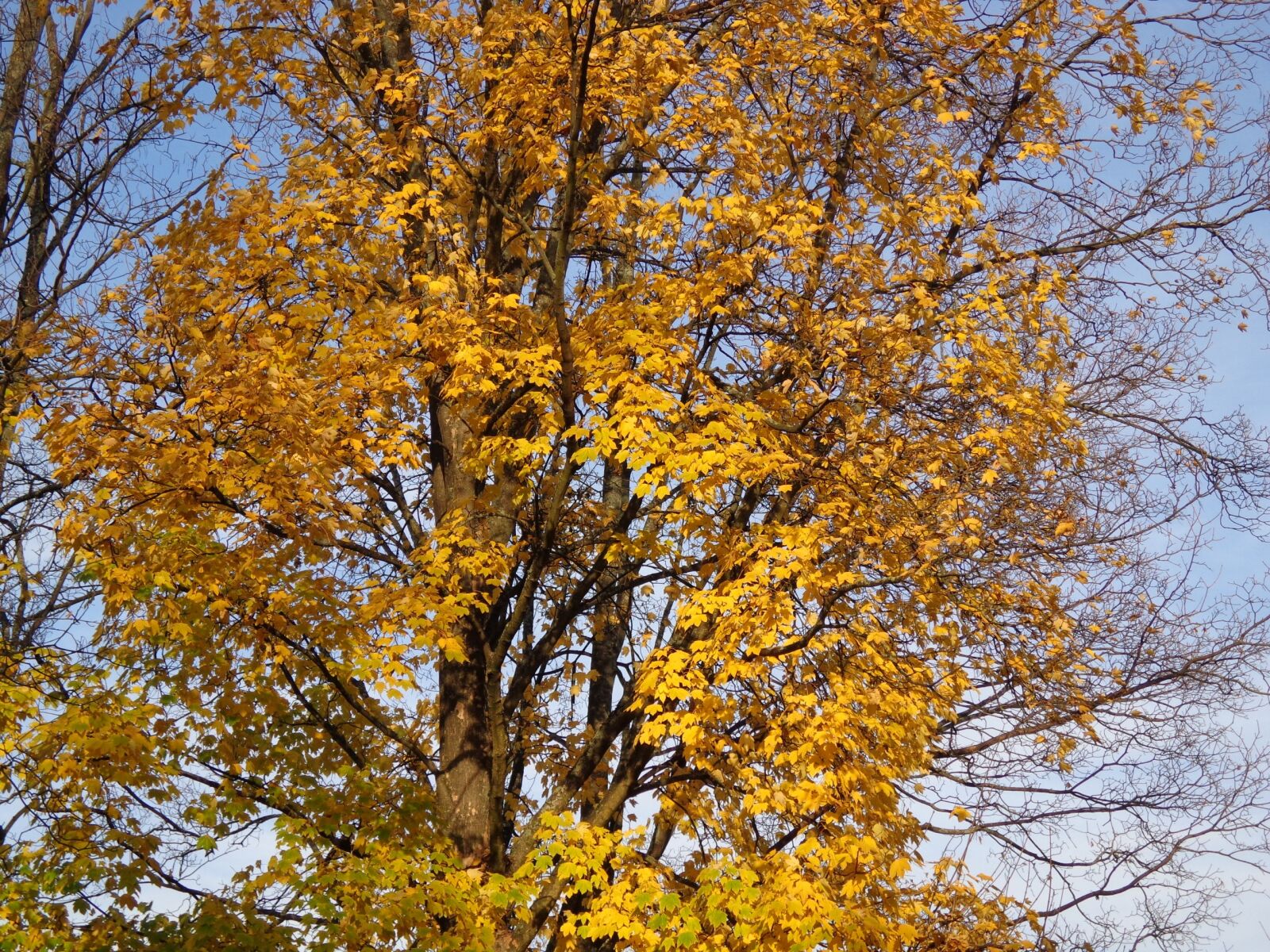 Sony DSC-W630 sample photo. Tree, autumn, sun photography