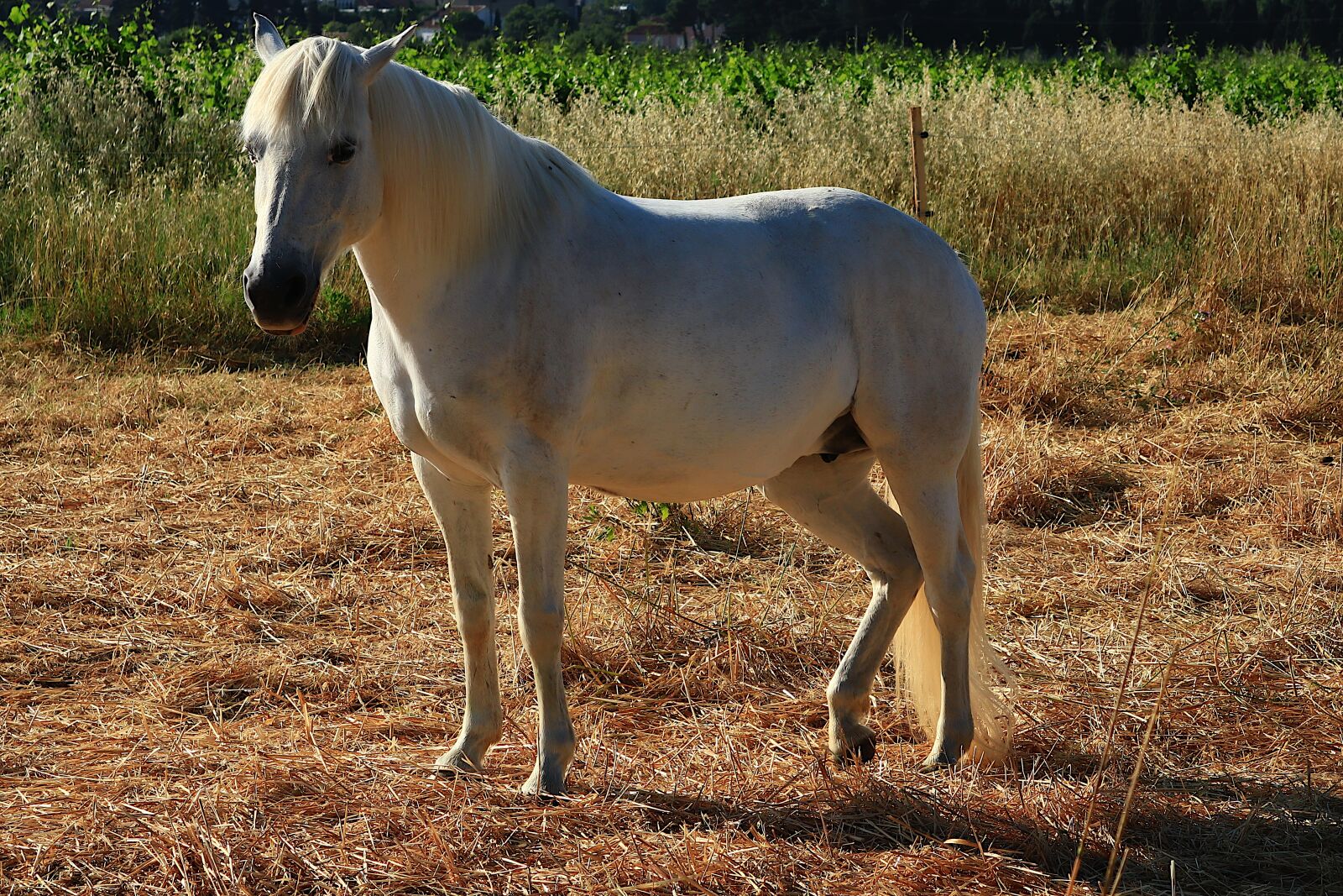 Canon PowerShot G1 X Mark III sample photo. Animal, horse, white photography