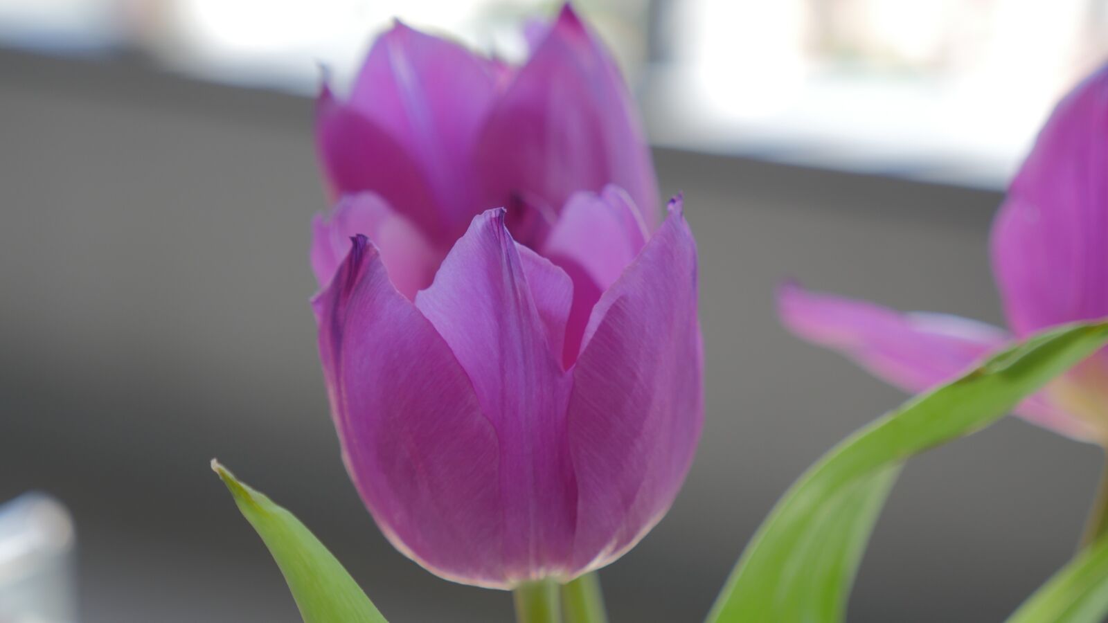 Panasonic Lumix DMC-GH4 sample photo. Flower, purple, floral photography