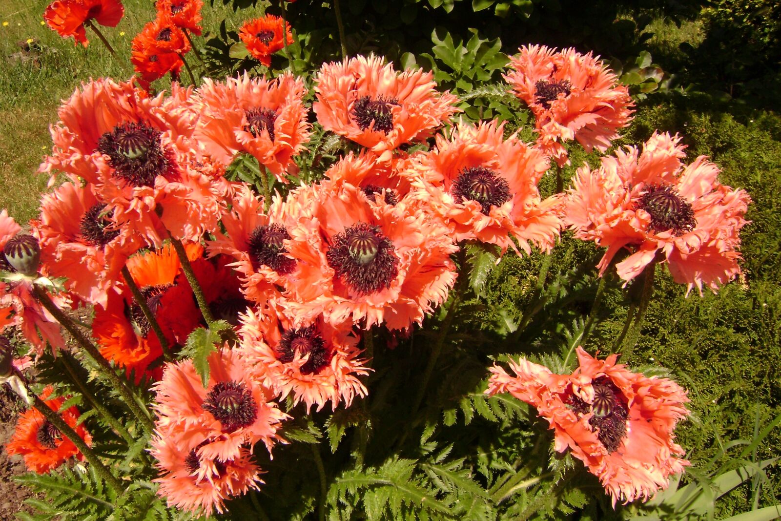 Sony DSC-S700 sample photo. Poppies, perennials, summer photography