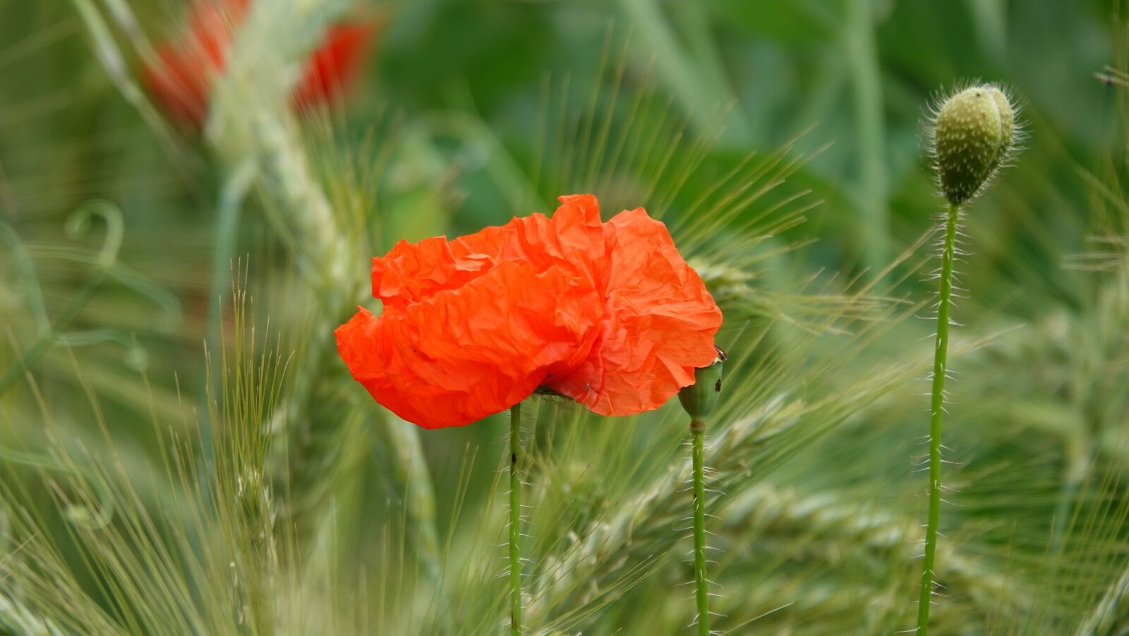 Sony Cyber-shot DSC-RX10 IV sample photo. Poppy, nature, field photography