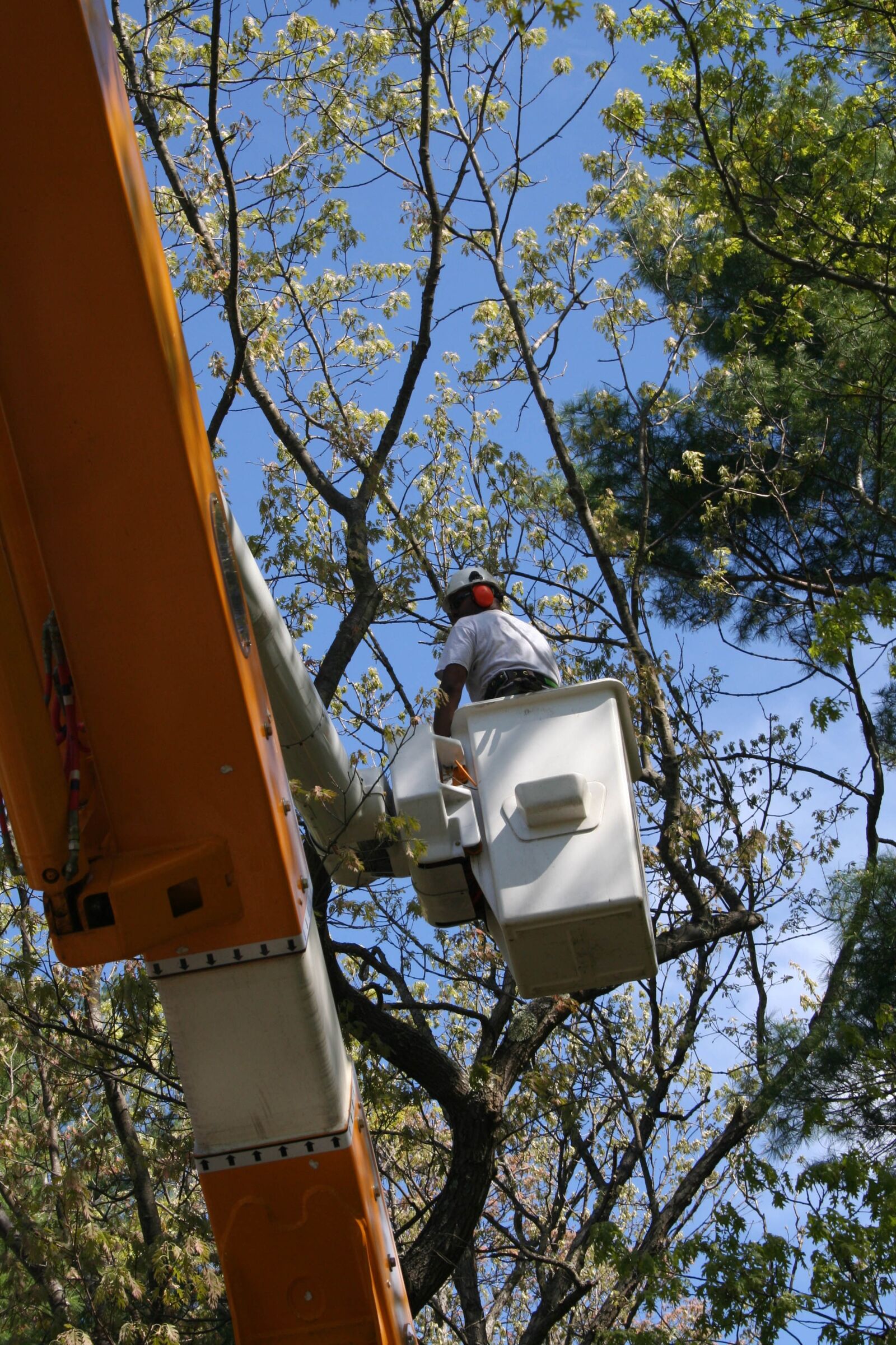 Canon EOS 350D (EOS Digital Rebel XT / EOS Kiss Digital N) sample photo. Tree worker, bucket truck photography