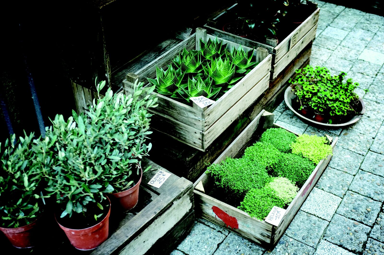 Fujifilm FinePix X100 sample photo. Flora, nursery, olive plants photography