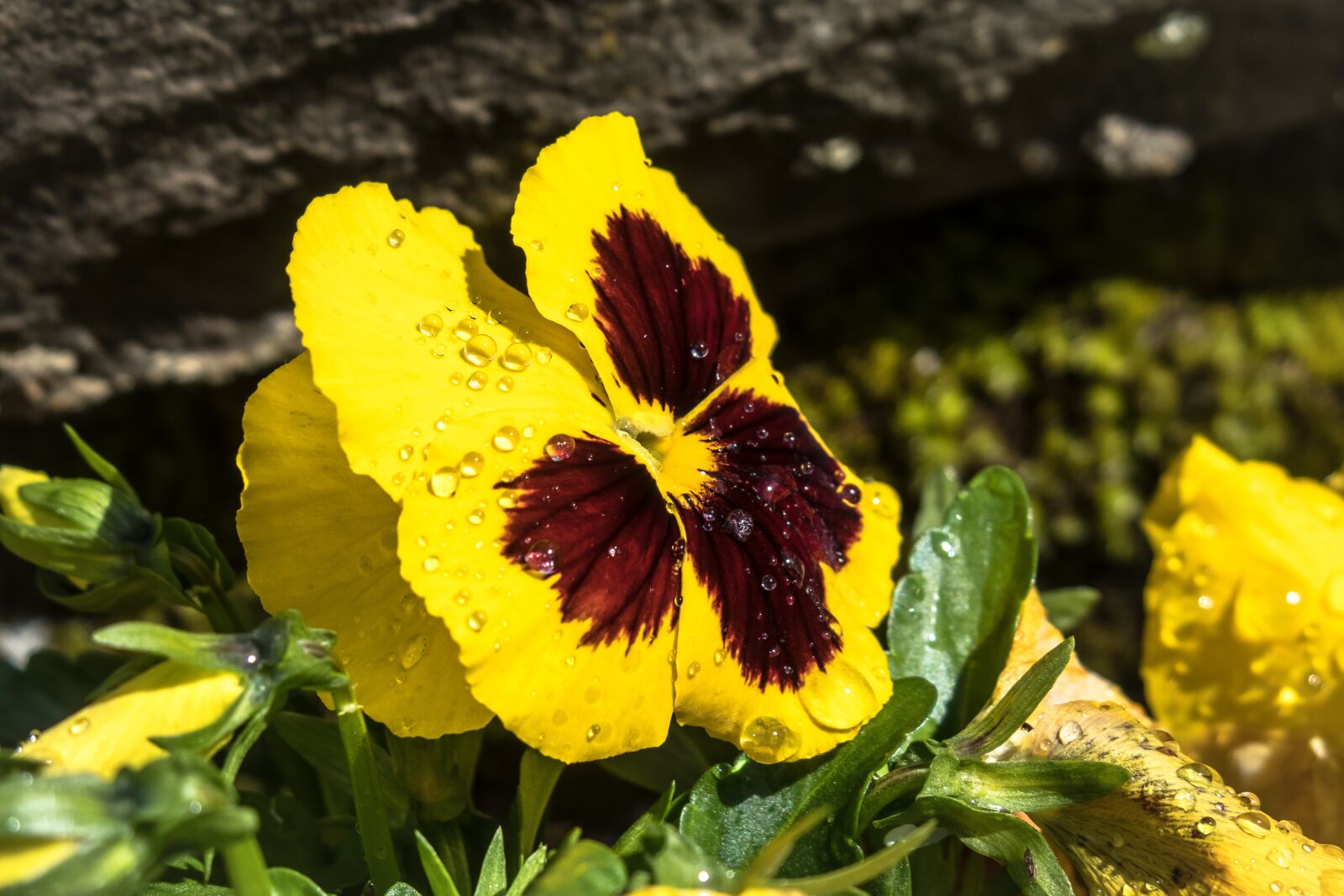 Canon PowerShot G3 X sample photo. Pansy, blossom, bloom photography
