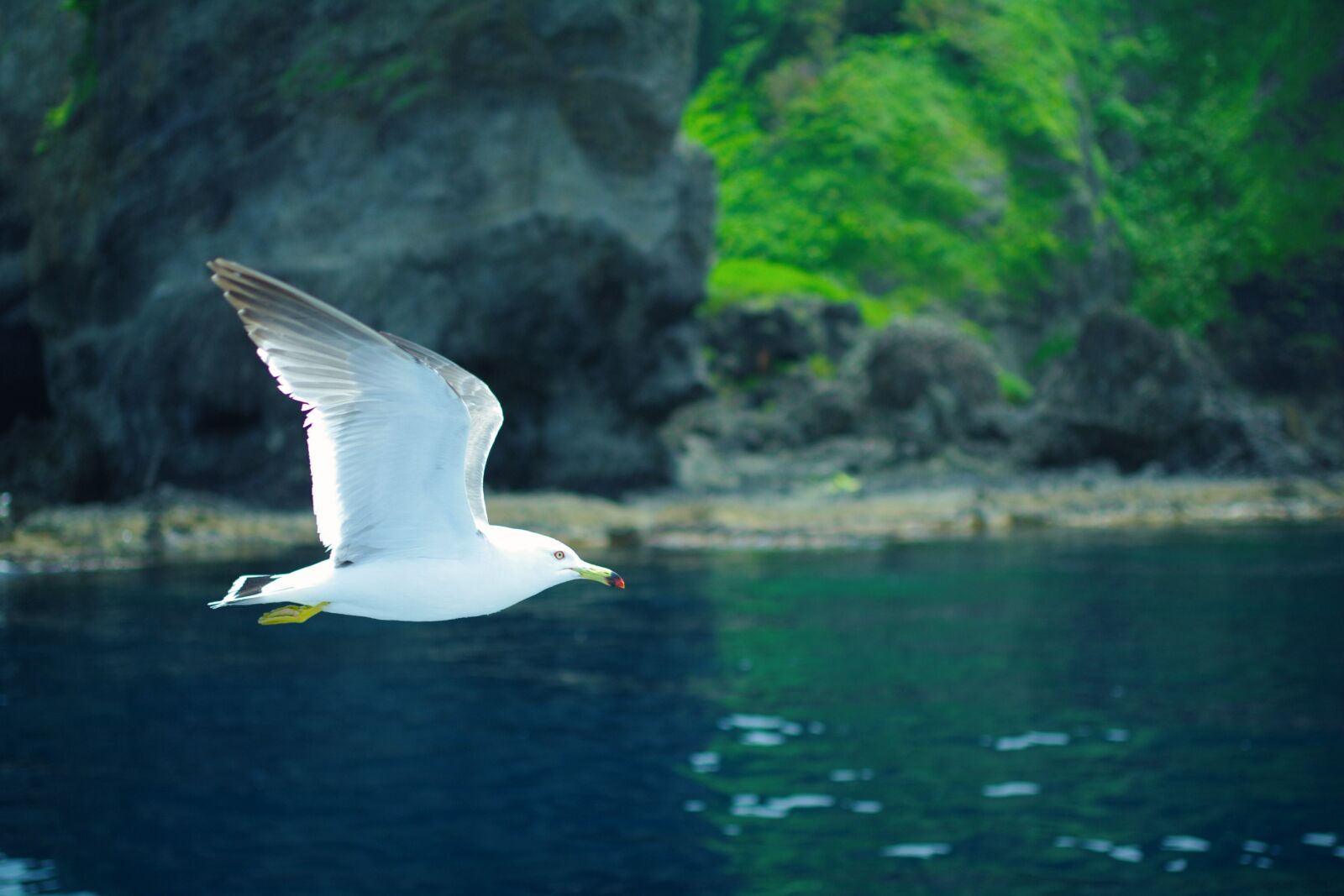 Pentax K-7 sample photo. Sea gull, sea, natural photography