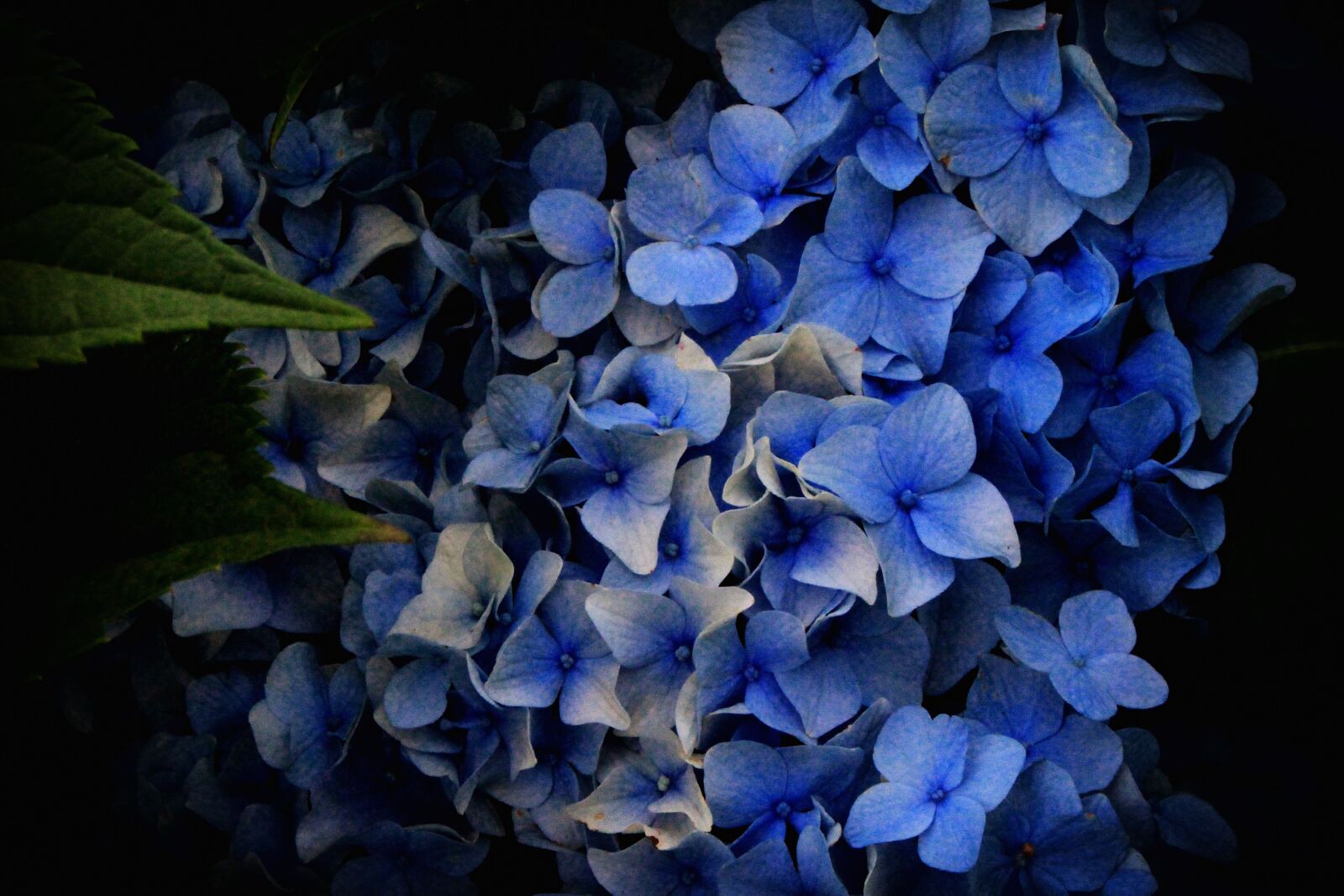 Canon EOS 700D (EOS Rebel T5i / EOS Kiss X7i) sample photo. Hydrangea, flowers, hydrangeas photography