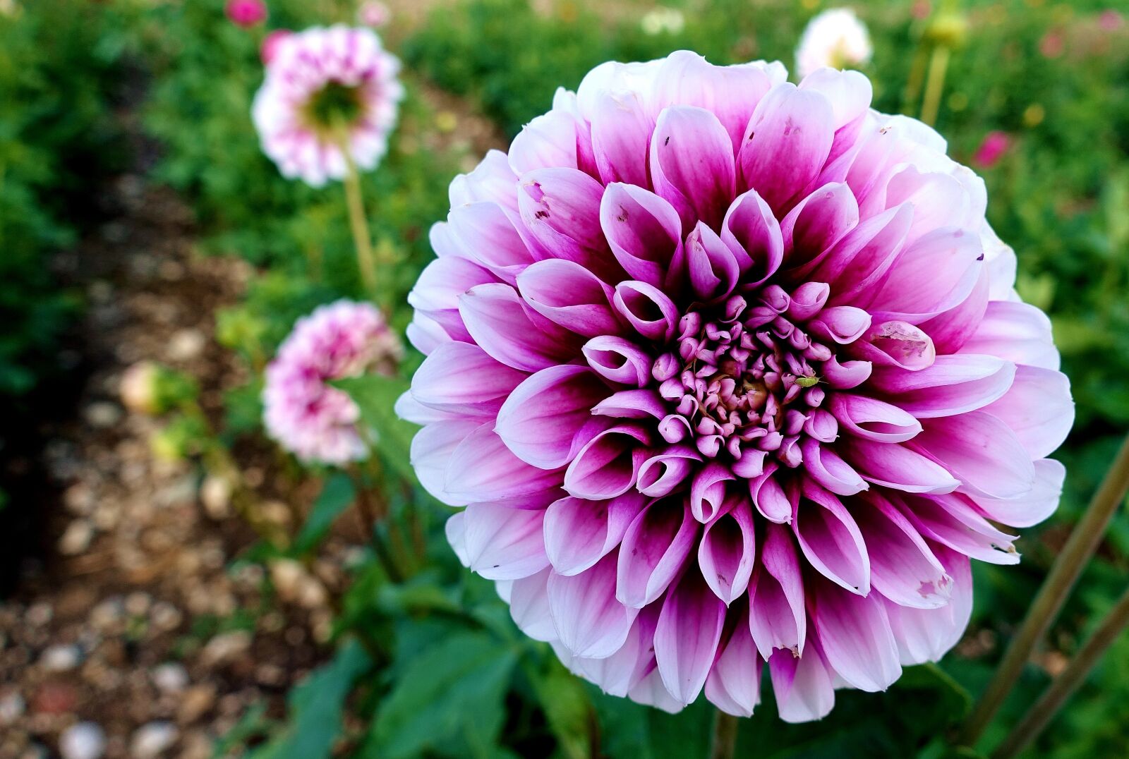 Sony DSC-RX100M5 sample photo. Dahlia, plant, flower photography