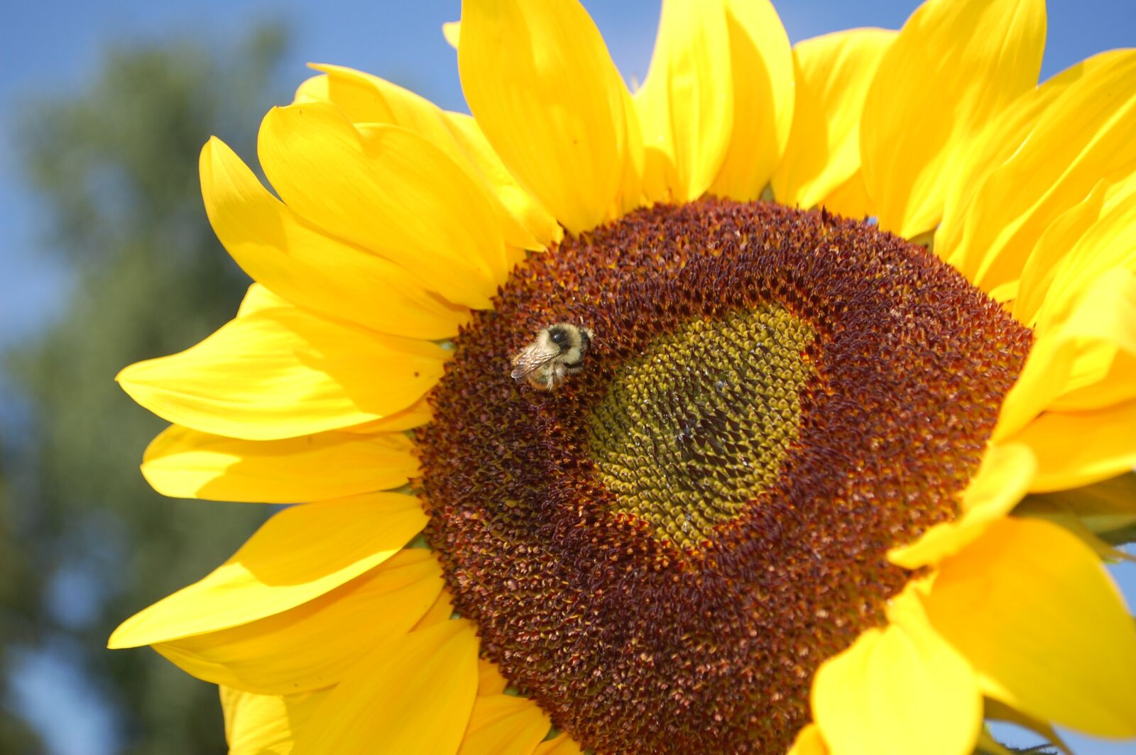 Nikon D40 sample photo. Sunflower, bee, yellow photography