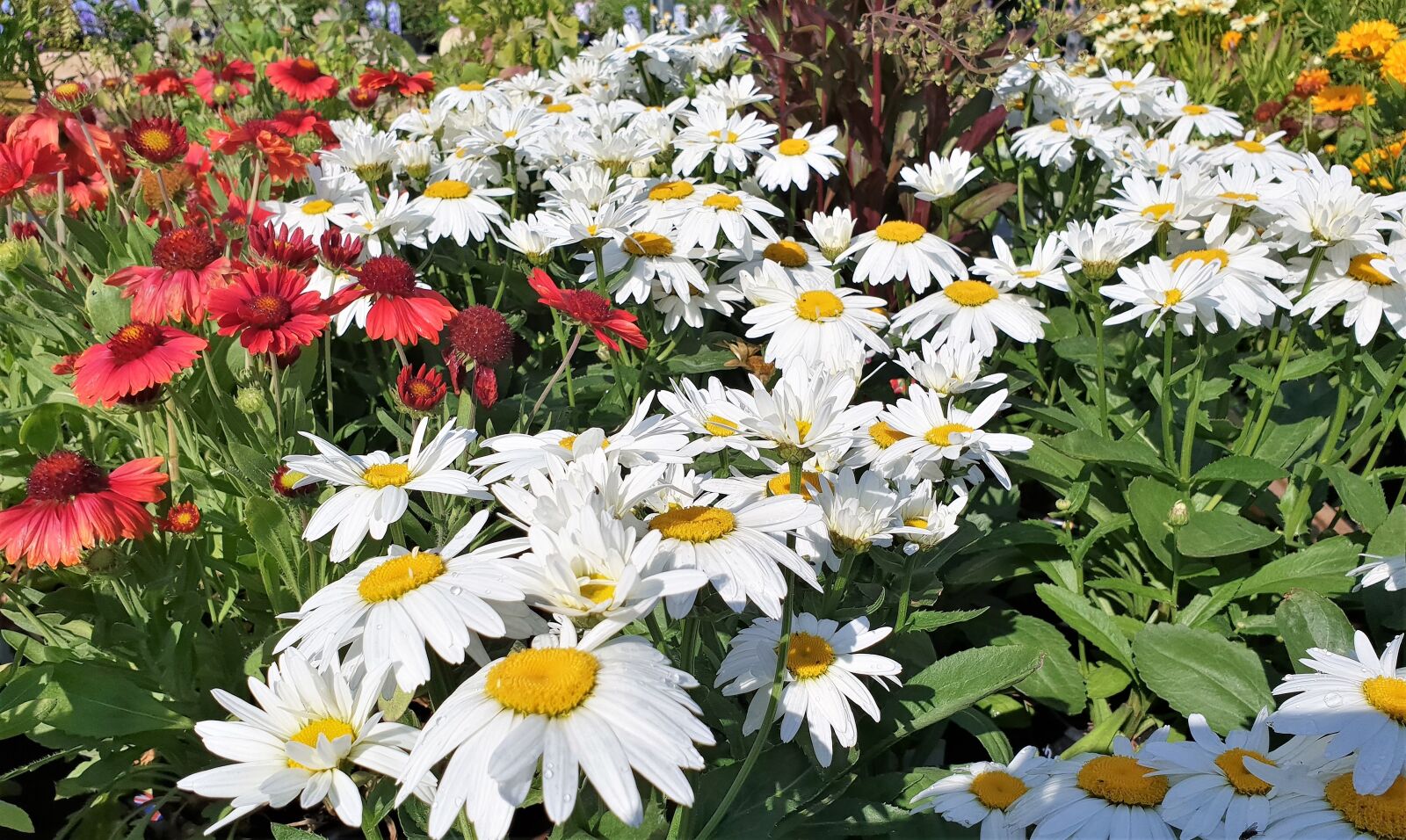 Samsung Galaxy S9+ sample photo. Daisies, flower, bloom photography
