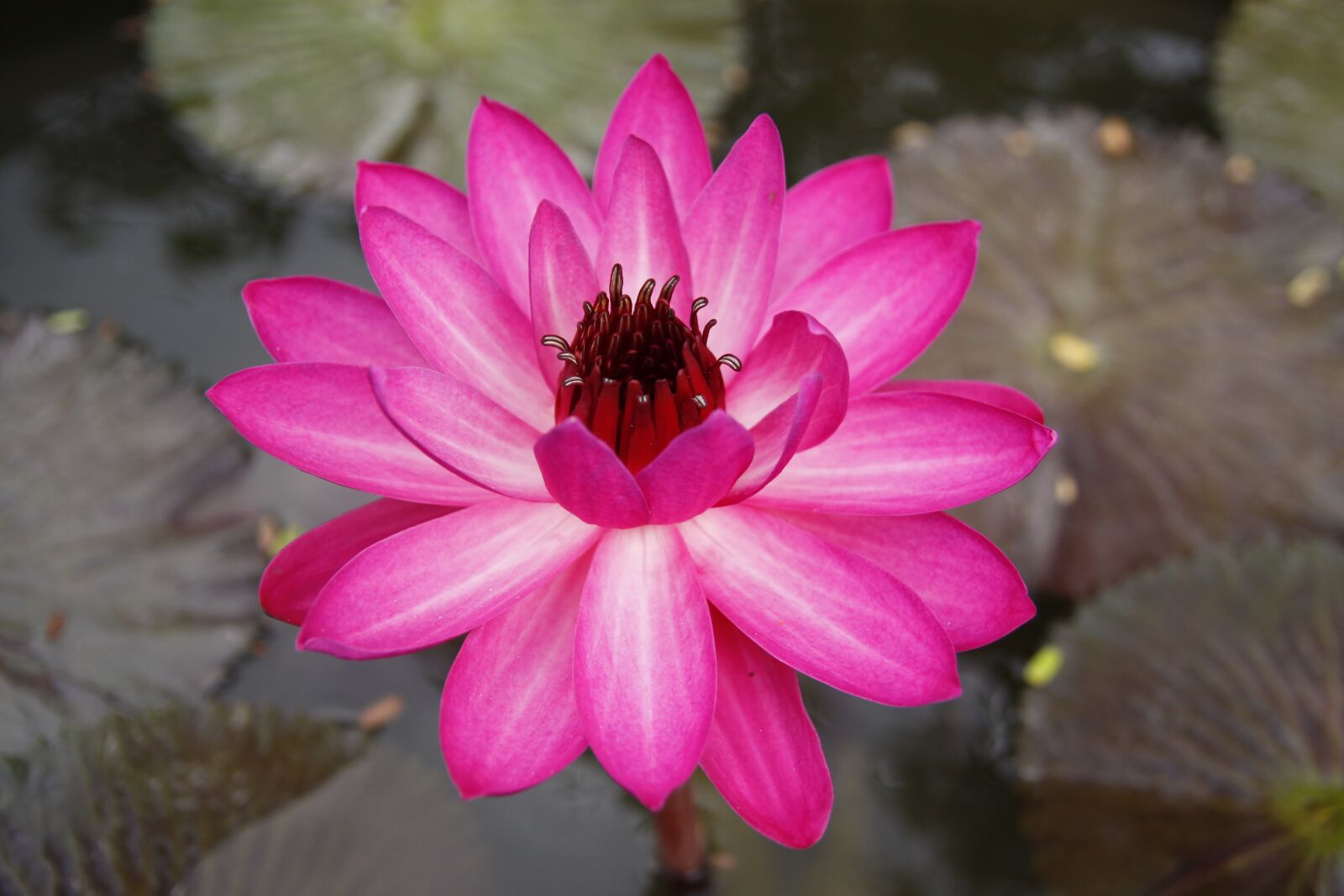 Canon EOS 50D sample photo. Purple, water lily, pond photography