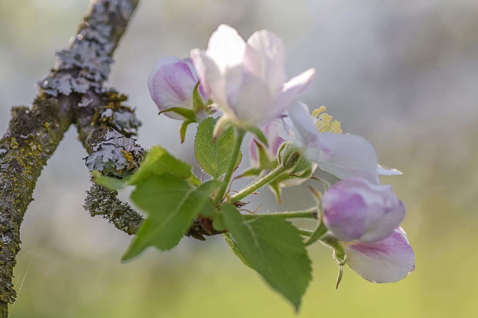 Nikon D5300 sample photo. Blossom, bloom, apple blossom photography