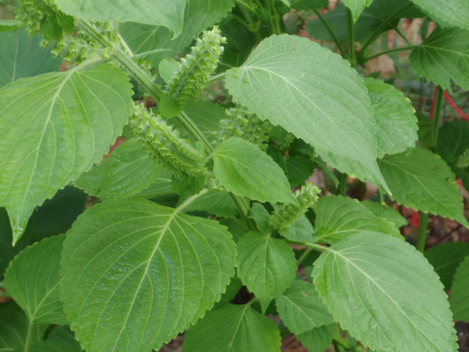 Pentax 02 Standard Zoom sample photo. Green, shiso, perilla, frutescens photography