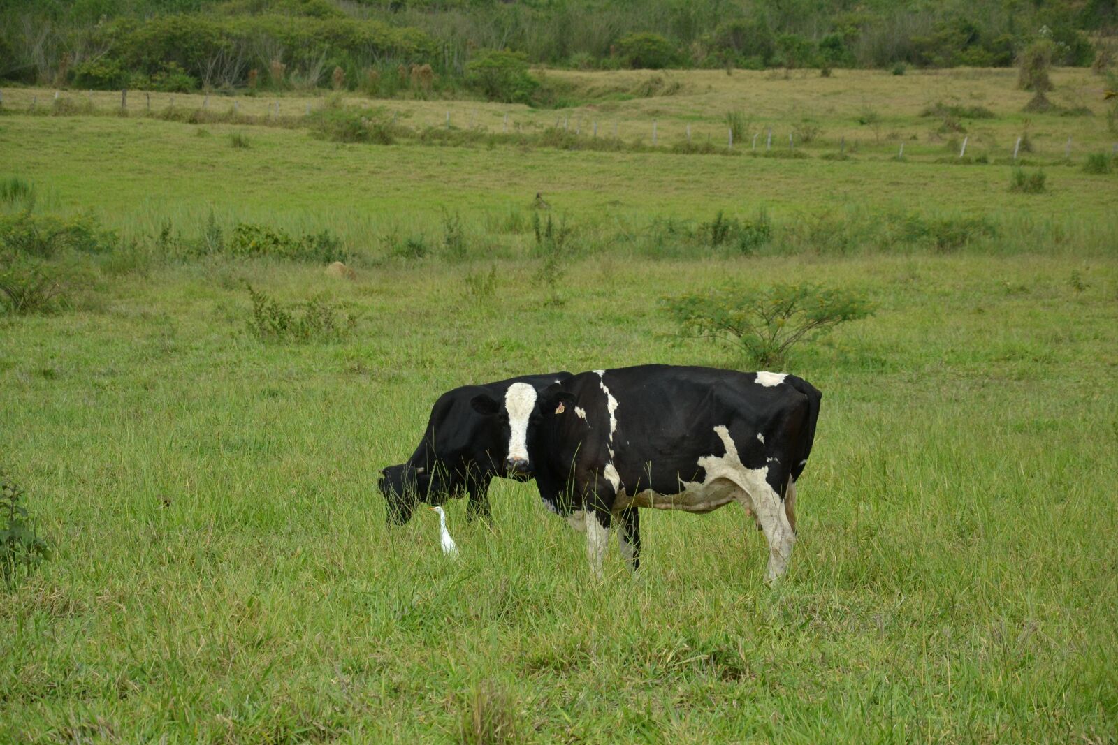 Nikon D3100 sample photo. Cow, farm, agriculture photography