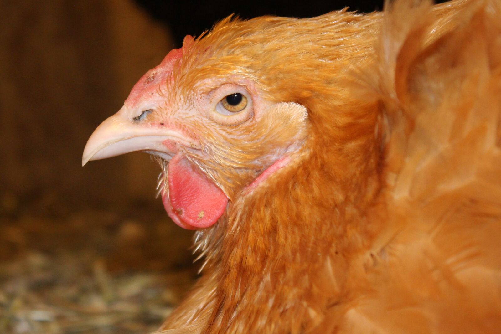 Canon EOS 700D (EOS Rebel T5i / EOS Kiss X7i) sample photo. Chicken, hen, poultry photography