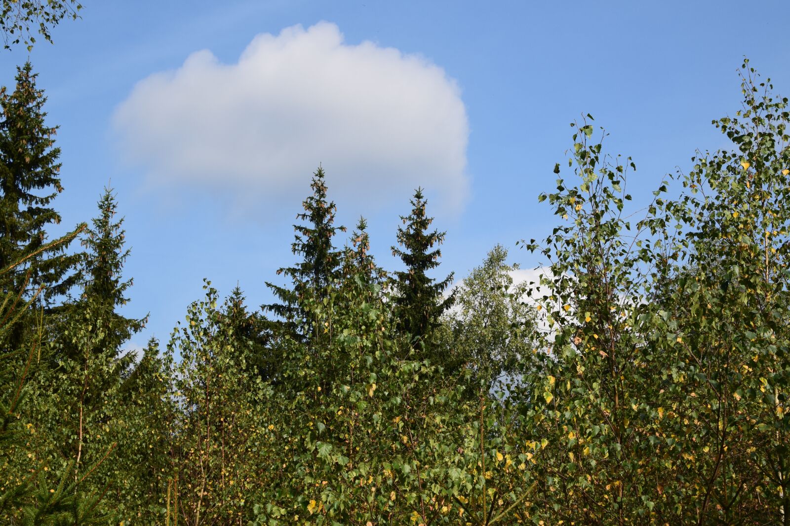 Nikon D5300 sample photo. Forest, sky, clouds photography