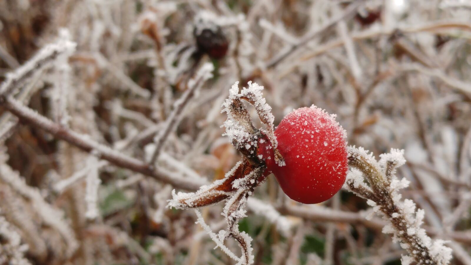 LG G5 sample photo. Nature, winter, snow photography