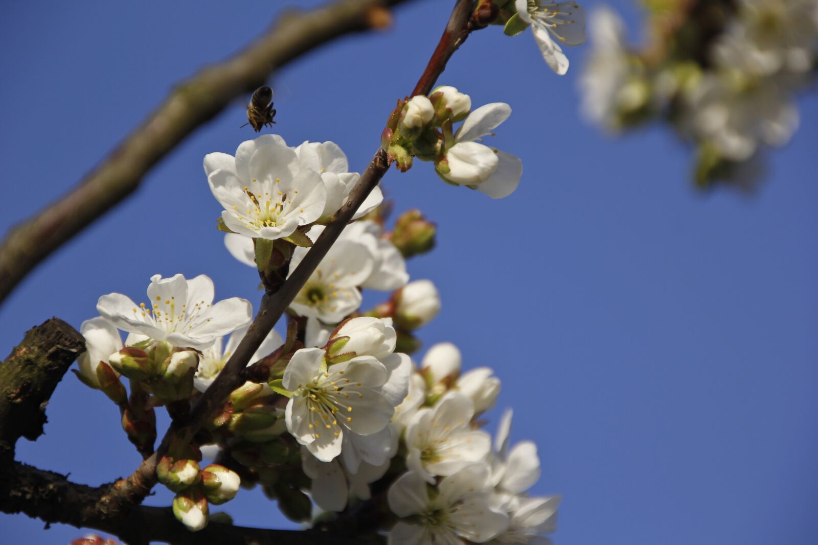Canon EOS 60D sample photo. Flower, bloom, cherry tree photography