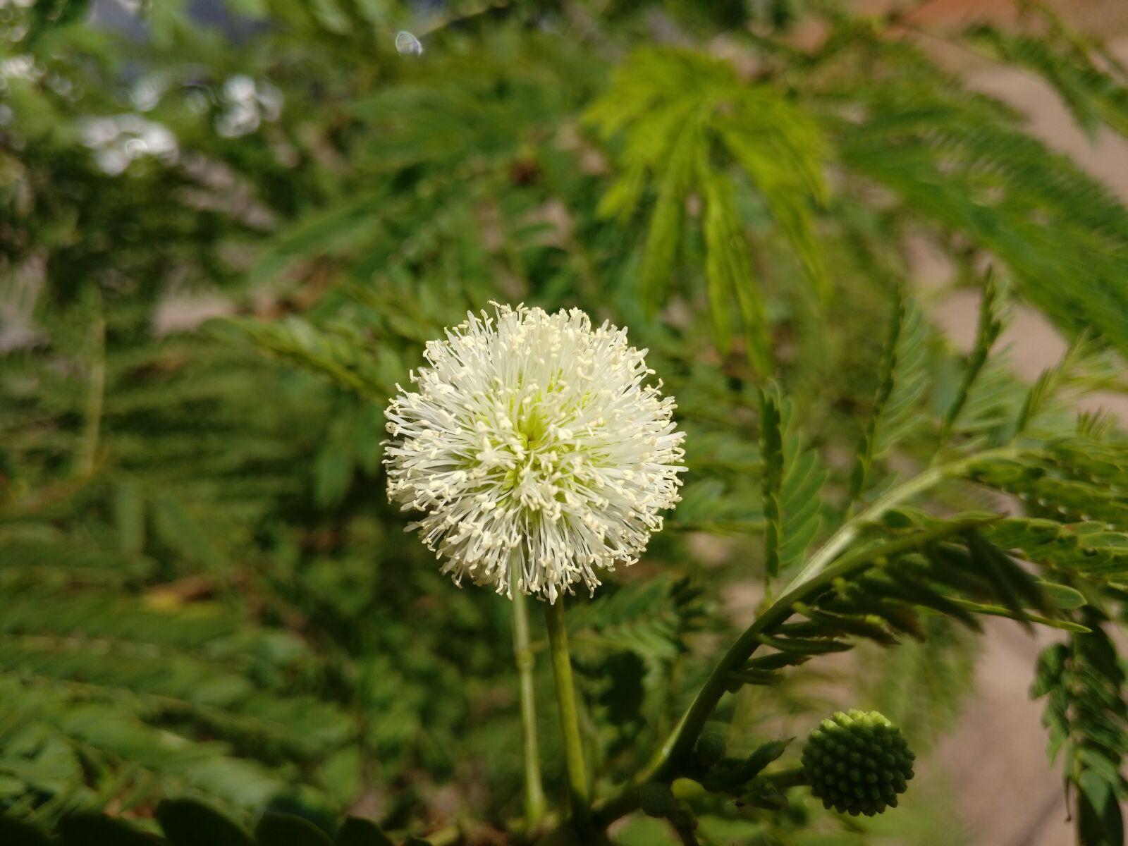 OnePlus A3010 sample photo. Flower, white flower, tranquility photography