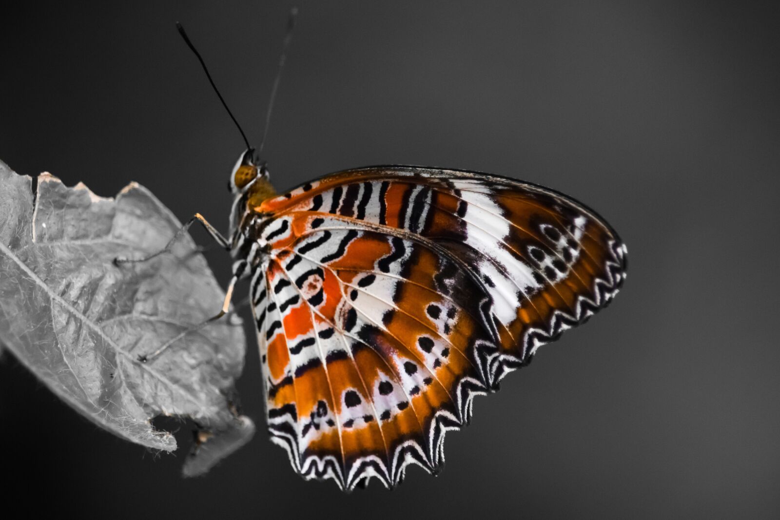 Canon EF-S 55-250mm F4-5.6 IS STM sample photo. Butterfly, zoo, orange photography