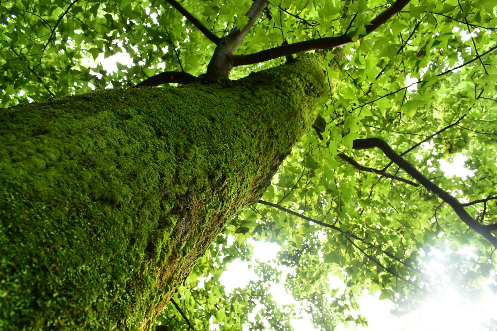 Nikon D3400 sample photo. Tree, nature, wood photography