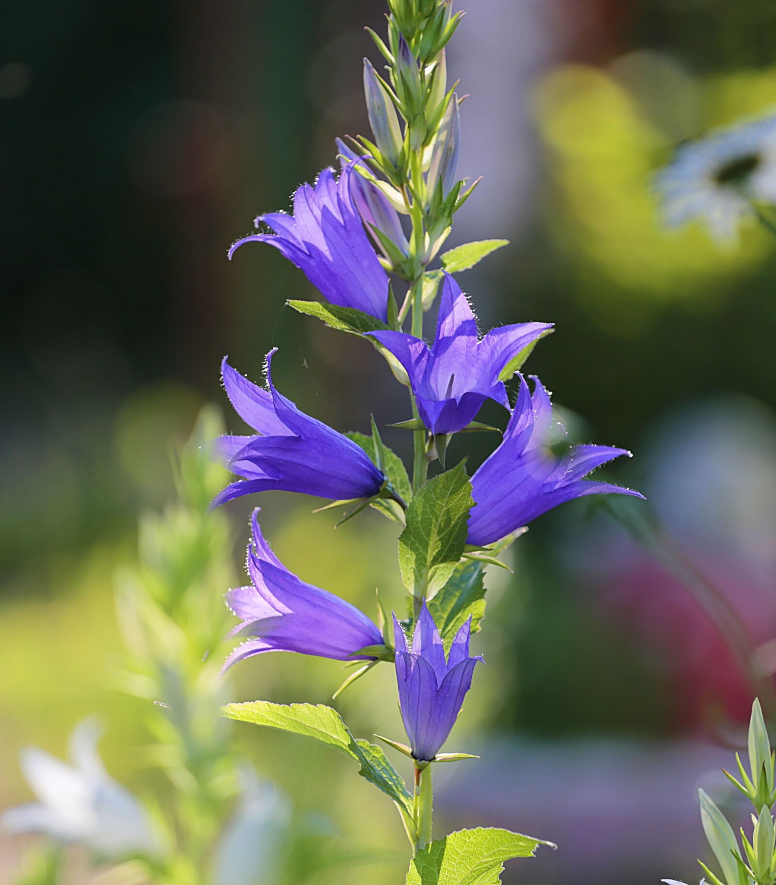 Canon EOS 6D + Canon EF 70-200mm F4L USM sample photo. Flowers, bell, beauty photography