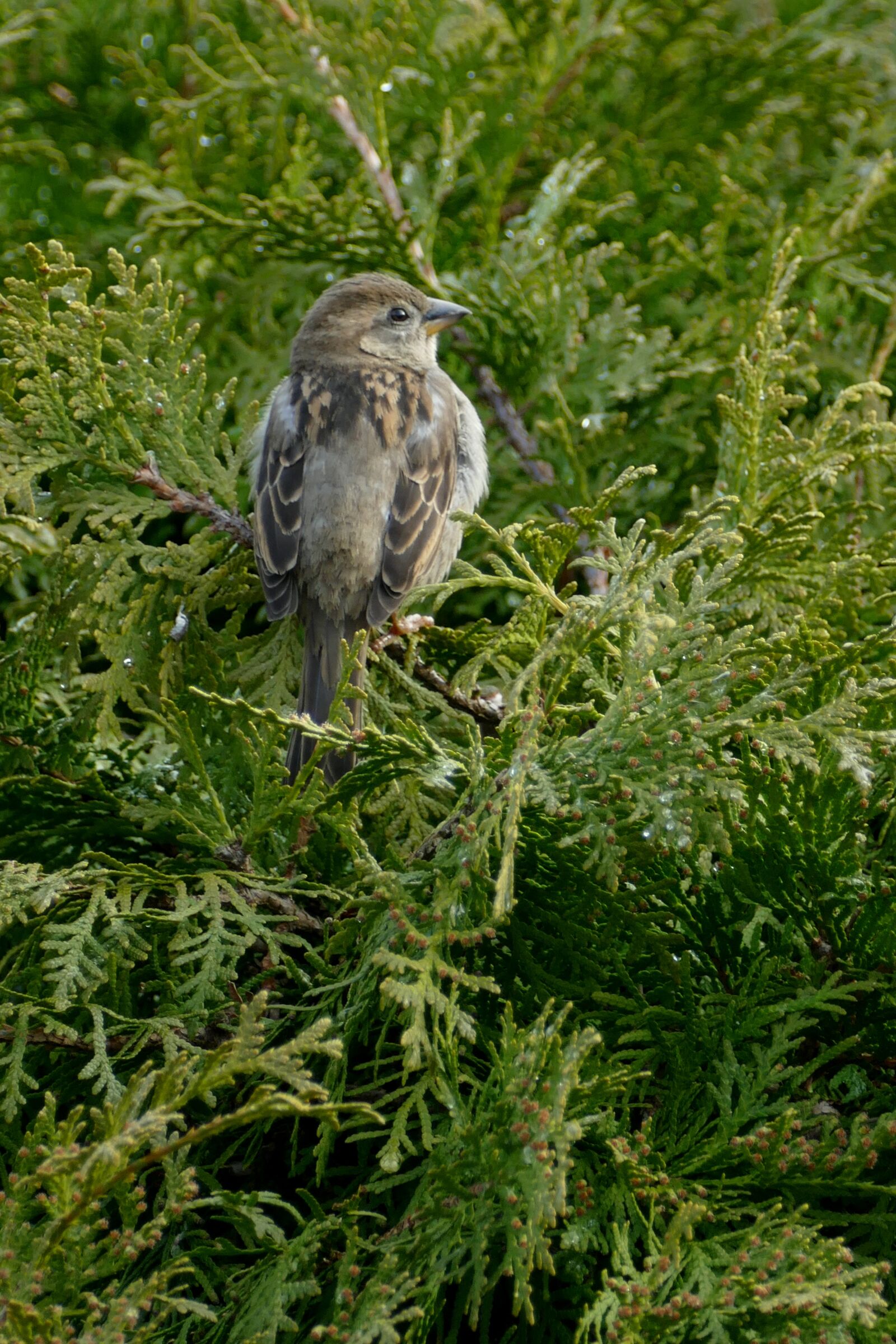 Panasonic Lumix DMC-FZ1000 sample photo. Bird, mus, homester photography