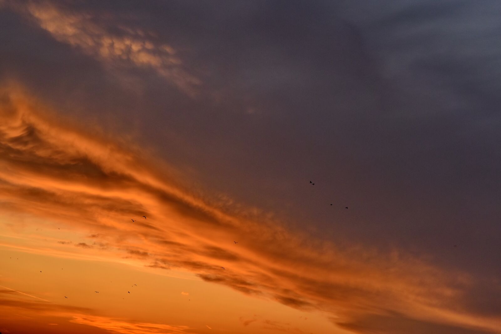 Nikon D5500 sample photo. Birds, evening, sunset, atmosphere photography