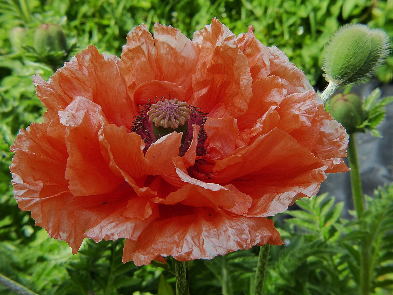 Panasonic Lumix DMC-FZ200 sample photo. Poppy, klatschmohn, poppy flower photography