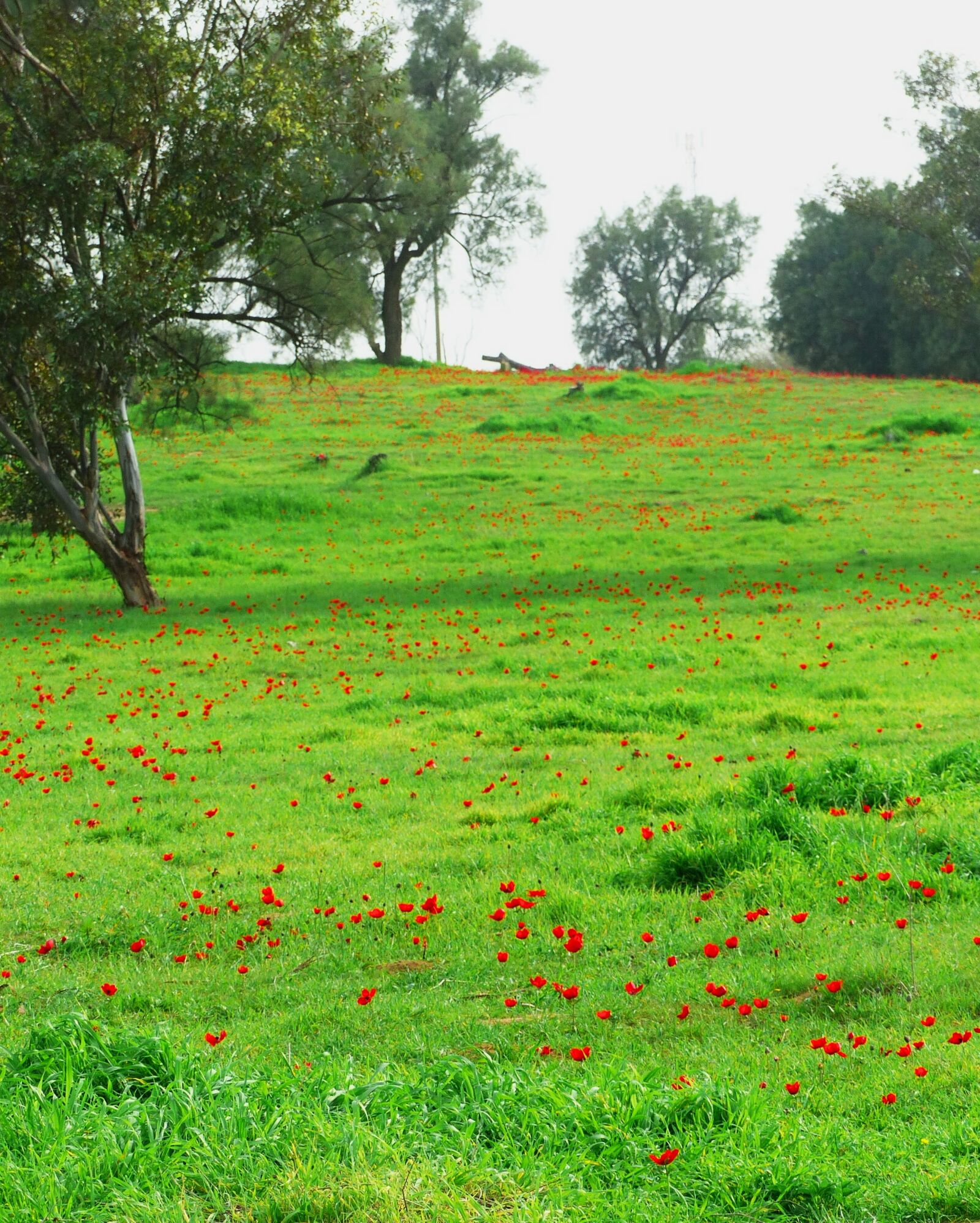 Panasonic Lumix DMC-FZ200 sample photo. Green, red, flowers rug photography