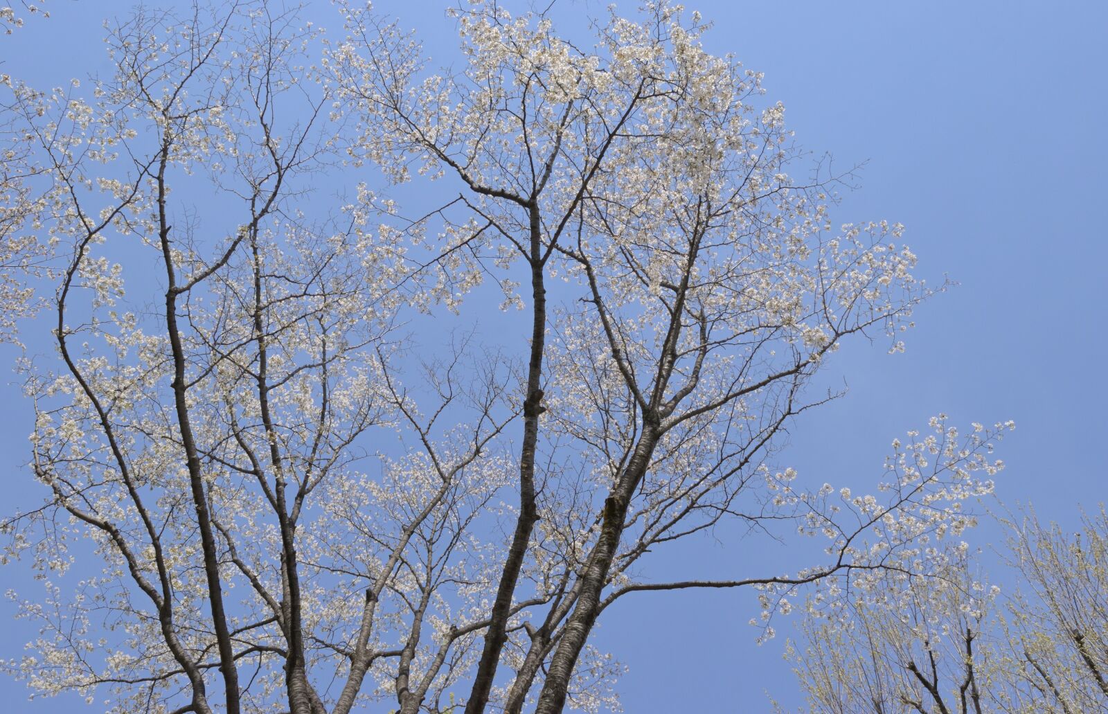 Nikon D3500 sample photo. Cherry, blossoms, tree photography