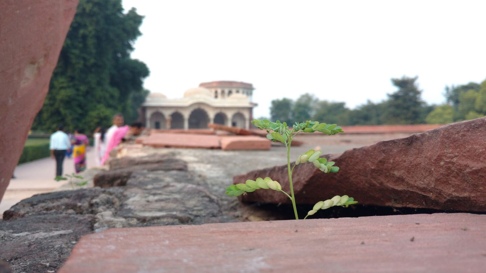 Motorola Moto X Play sample photo. Heritage, leaf, nature photography