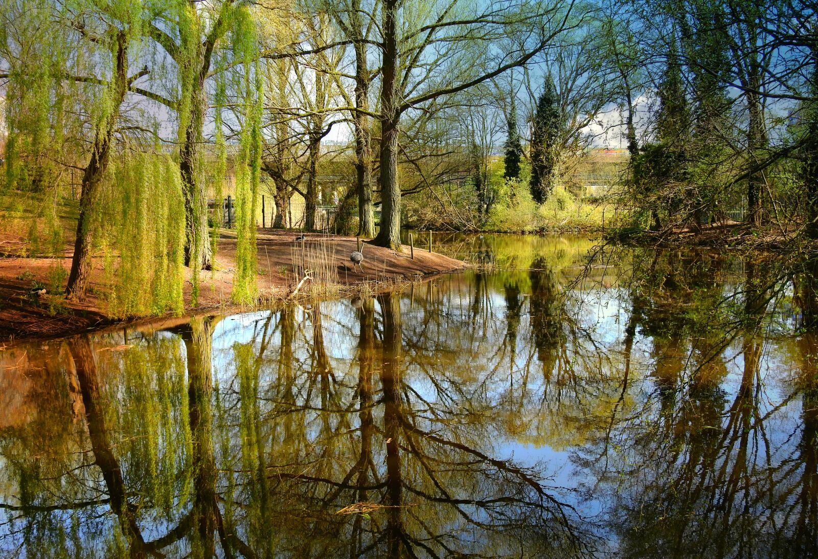 Nikon Coolpix P900 sample photo. Pond, water, reflection photography