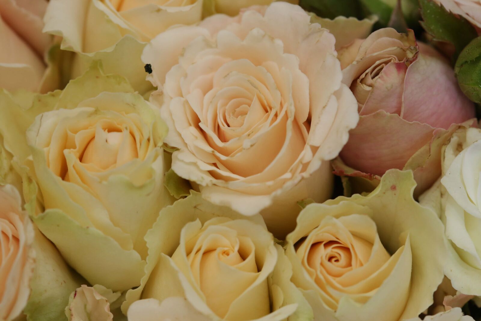 Canon EF 100mm F2.8 Macro USM sample photo. Close-up, white flower, wedding photography