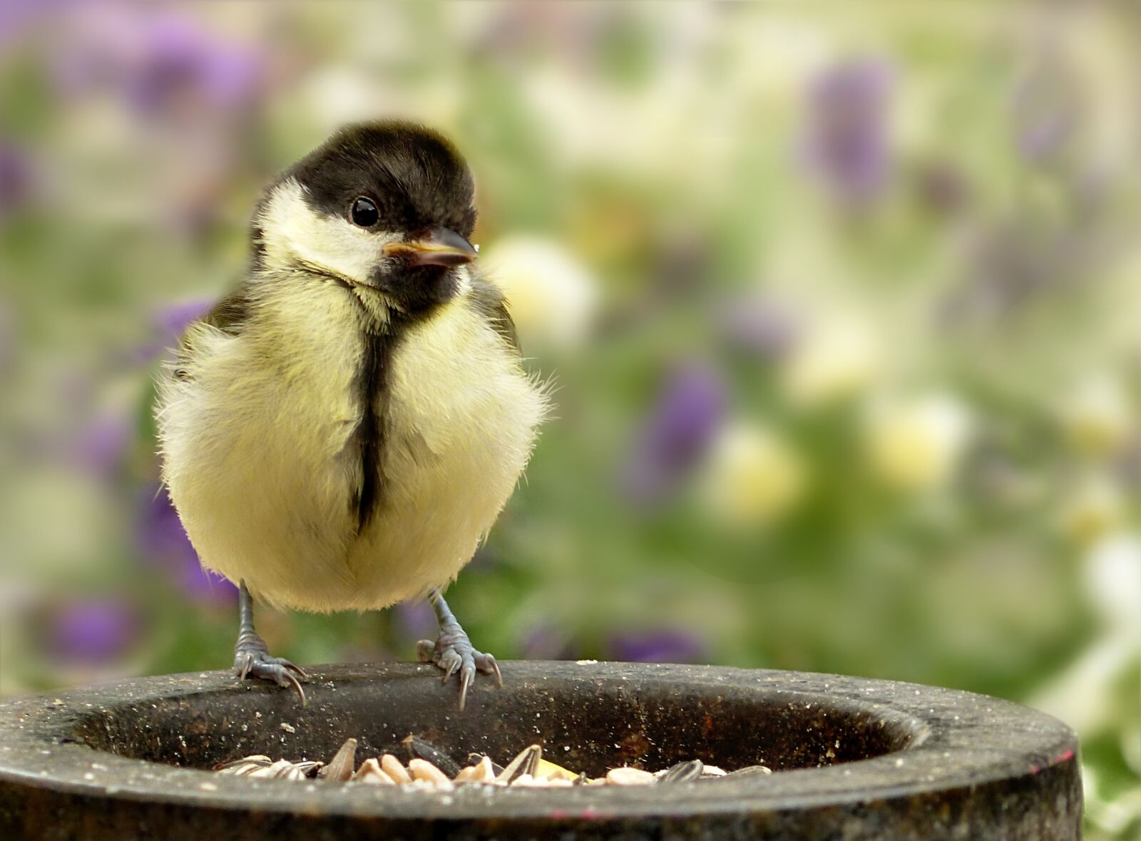 Panasonic Lumix DMC-FZ200 sample photo. Animal, bird, tit photography