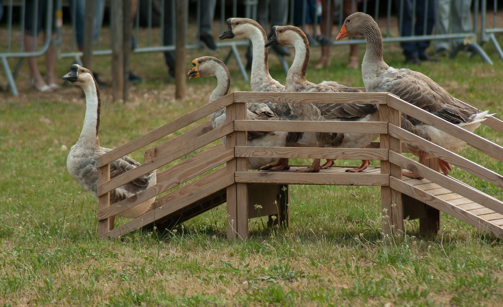 Tamron AF 70-300mm F4-5.6 Di LD Macro sample photo. Geese, poultry, backyard photography
