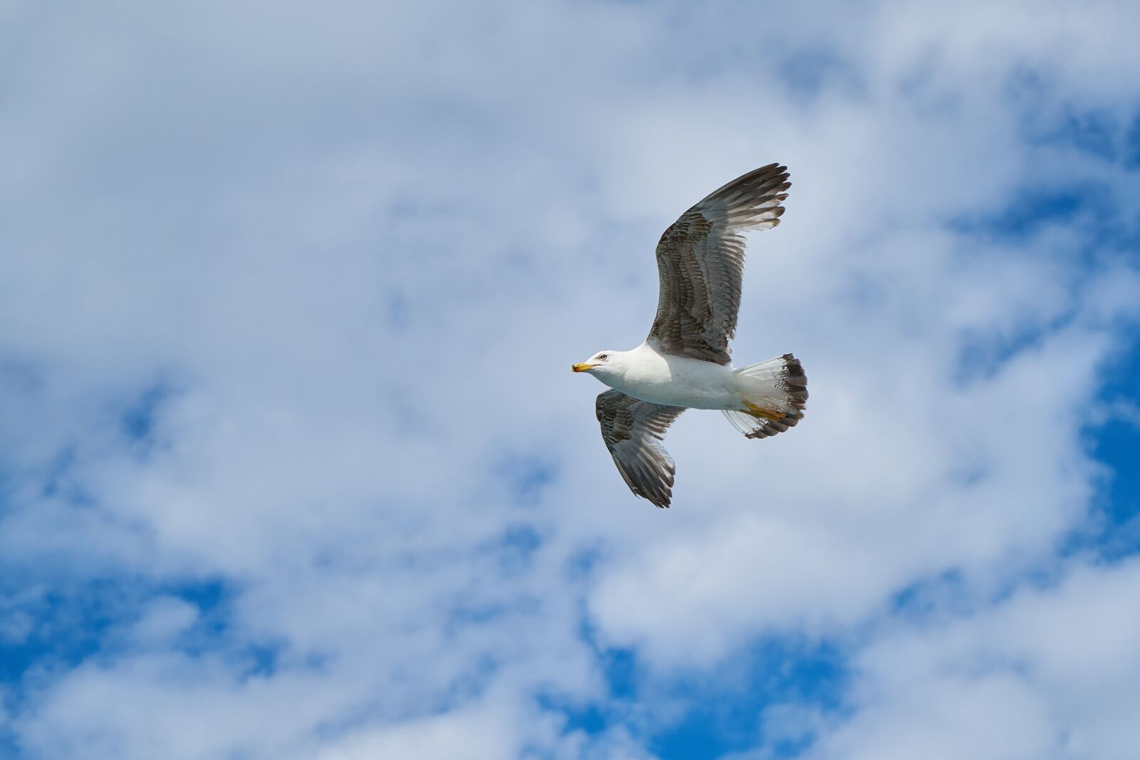Sony a7R II + Sony Vario Tessar T* FE 24-70mm F4 ZA OSS sample photo. Seagull, bird, birds photography