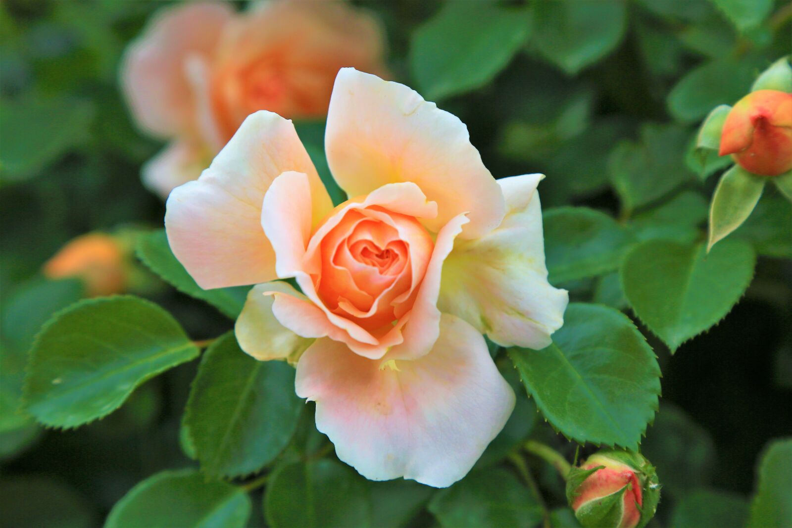 Canon EF 24-105mm F4L IS USM sample photo. Rose, spring, nature photography