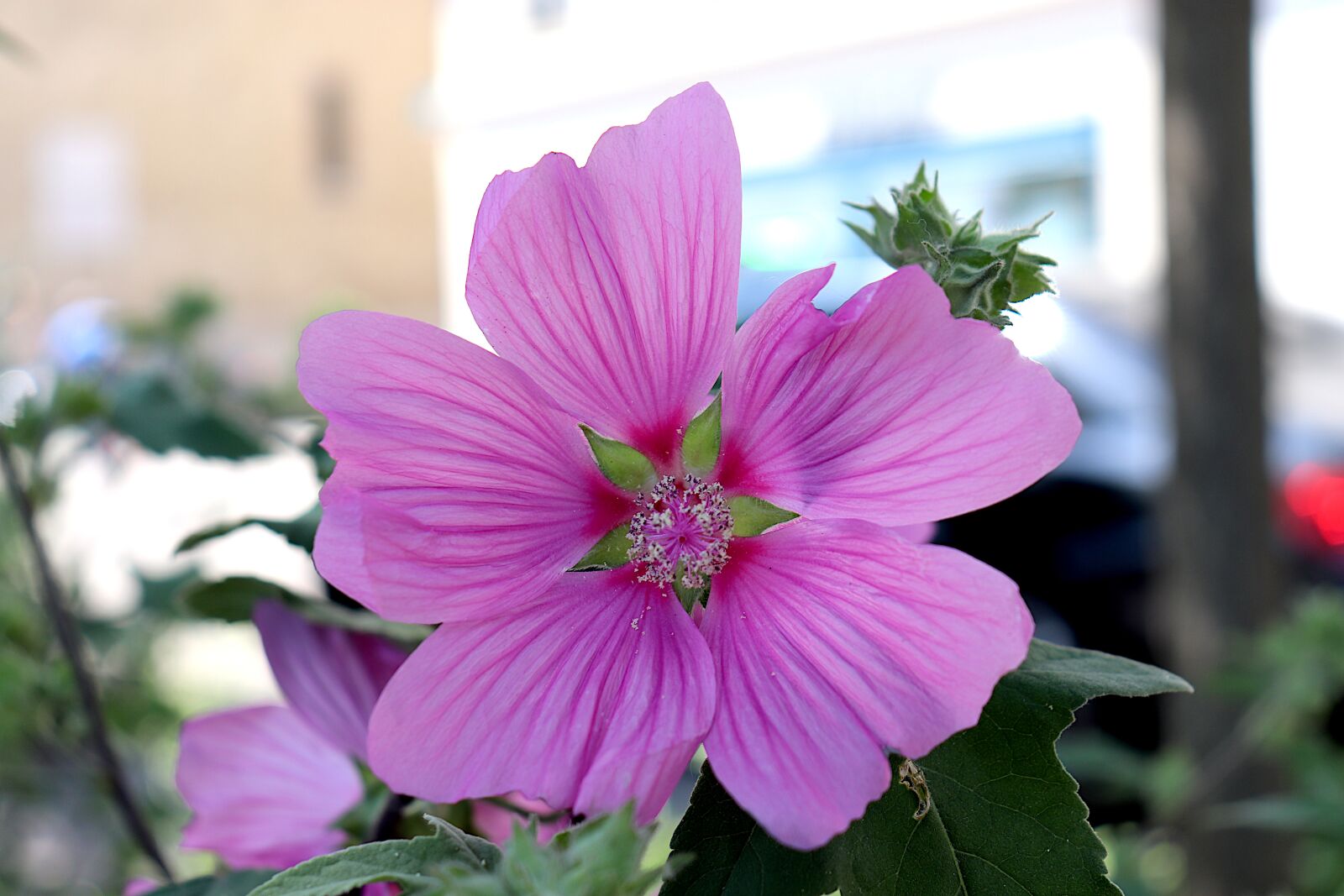 Canon EOS 800D (EOS Rebel T7i / EOS Kiss X9i) sample photo. Purple, flowers, plants photography