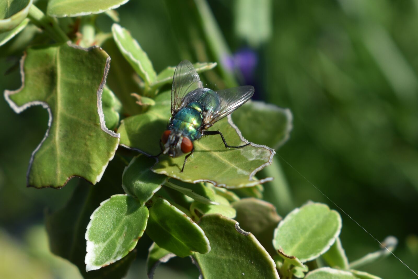 Nikon D3400 sample photo. Green fly, fly, insect photography