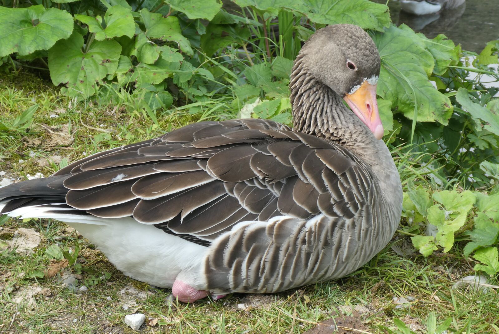 Panasonic Lumix DC-ZS70 (Lumix DC-TZ90) sample photo. Goose, wildlife park cumberland photography