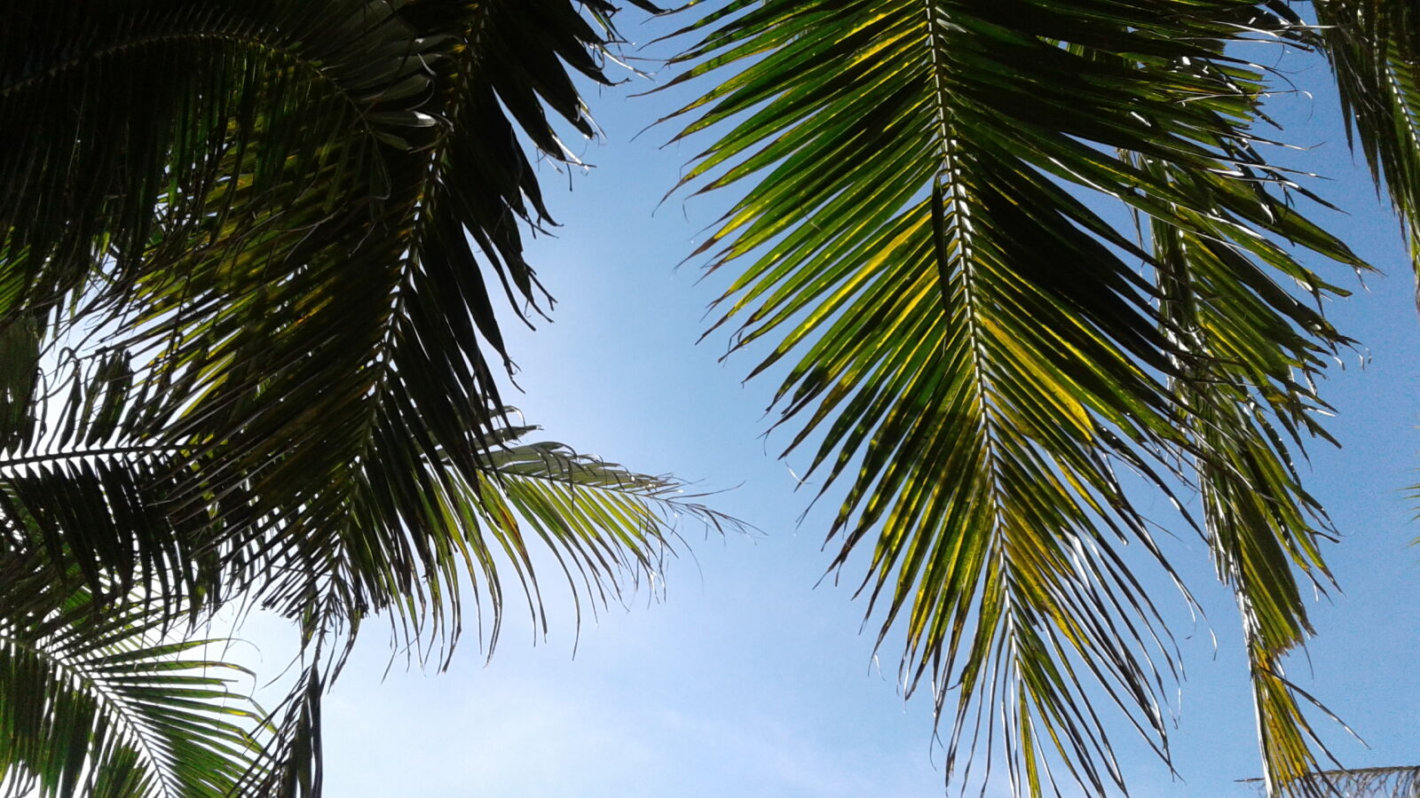 Samsung Galaxy J2 sample photo. Beach, palm, tree, sky photography