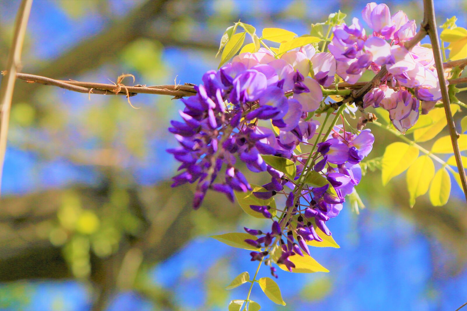 Canon EF 24-105mm F4L IS USM sample photo. Flower, spring, nature photography