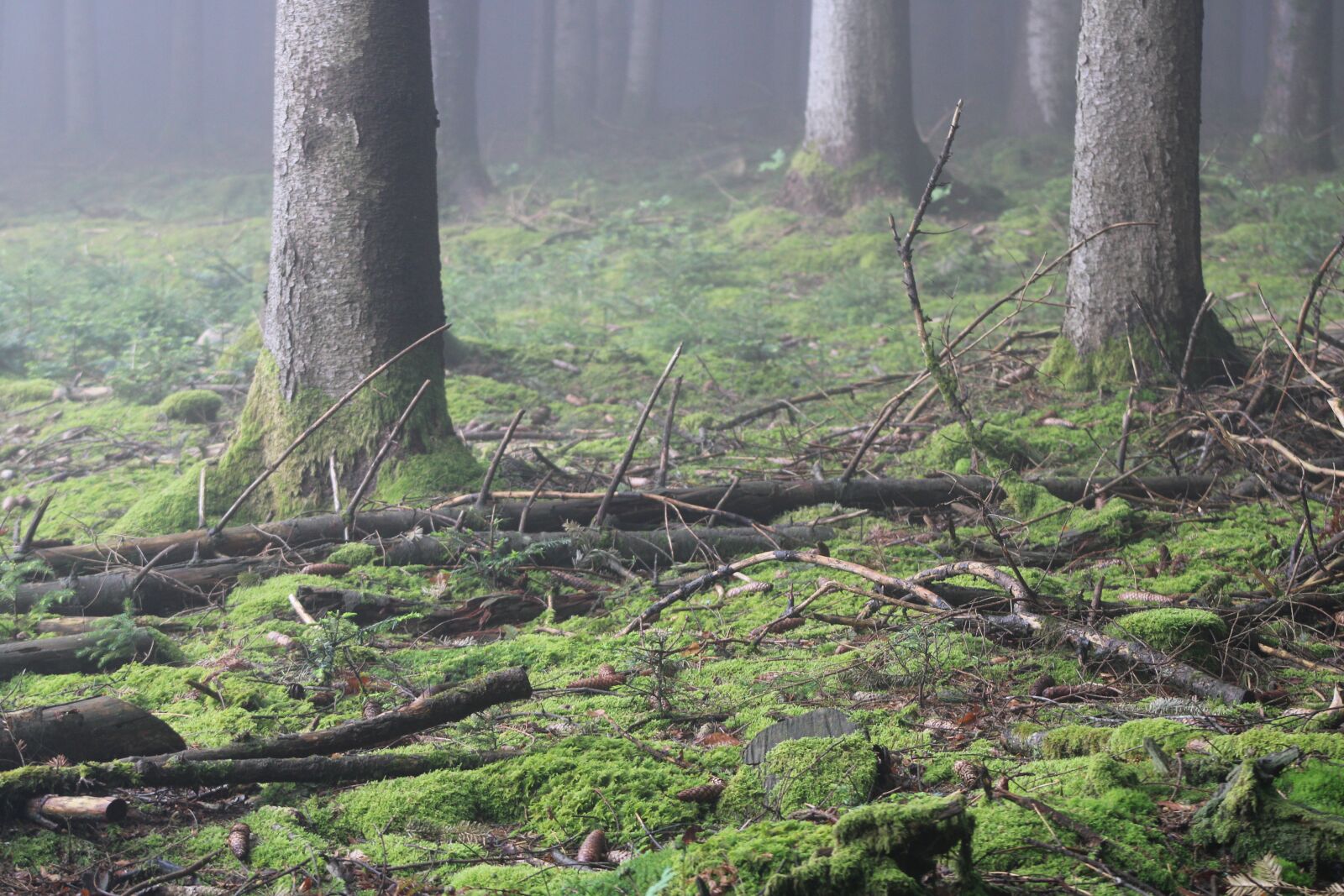 Canon EF75-300mm f/4-5.6 sample photo. Forest, trunk, green photography